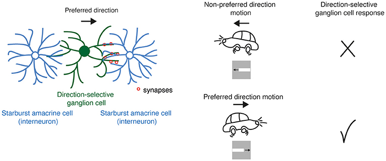 图2 - direction-selective神经节细胞的反应(绿色)是由中间神经元的连接就叫做亮光无长突细胞(蓝色),形成突触(红圈)神经节细胞的一侧。