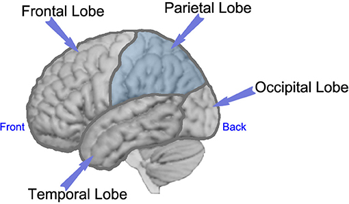 图1 -左侧大脑的侧视图,标签显示大脑的每个叶。