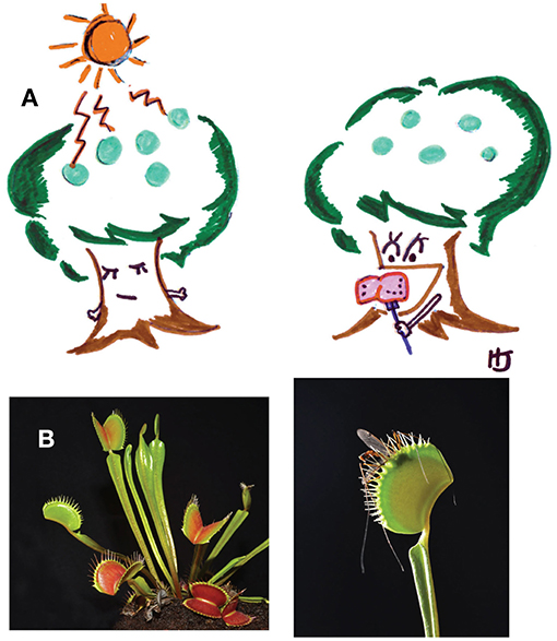 图1 - (A)饥饿植物光合作用(左)和进食(右)的漫画。