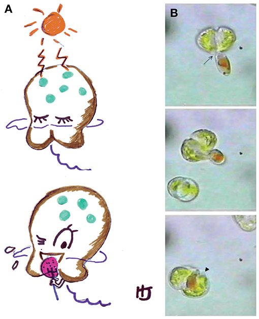 图2 - (A)被称为混合营养体的微观浮游植物的动画片。