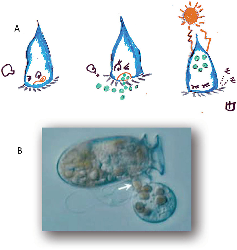 图3 - (A)饥饿的浮游微动物(左图)，吃小浮游植物(中间图)，然后利用体内的浮游植物叶绿体捕捉阳光进行光合作用(右图)。