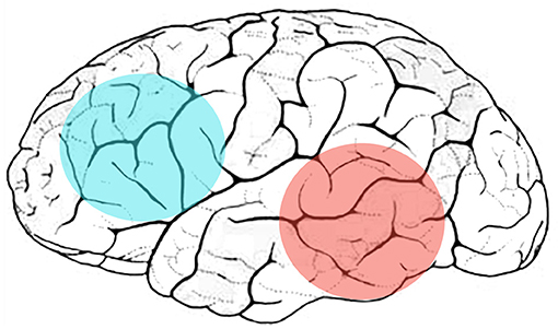 图2 -大脑的左半部分的侧视。