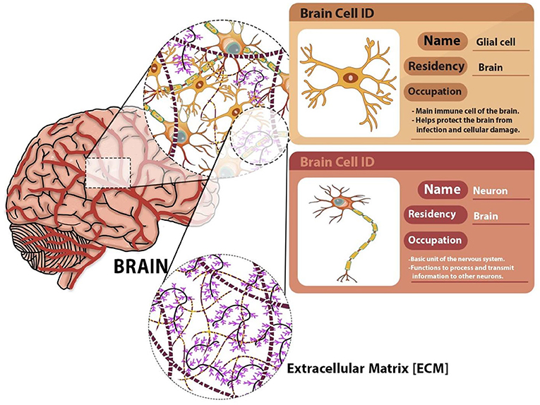 图1 -大脑细胞的三维结构:大脑细胞及其周围的细胞外基质(ECM)。