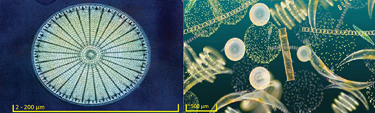 图1 -圆形硅藻(左)2和浮游植物群落(右)3比例尺是大小的近似值。