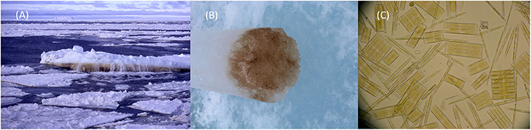 图3 - (A)丰富的生物堆积把浮冰的底部染成了棕色。