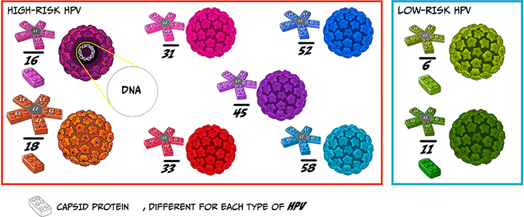 图1 - HPV的结构。