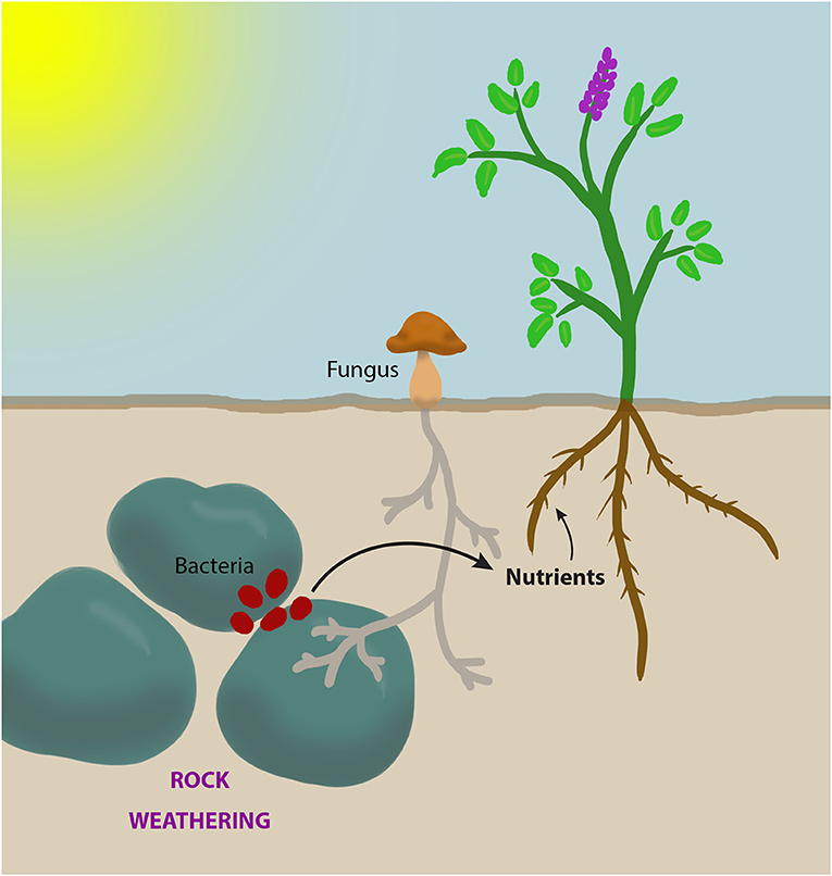 图1 -细菌和真菌都通过分解岩石来为植物提供养分，使岩石中的营养物质能够被附近的植物根部所吸收。