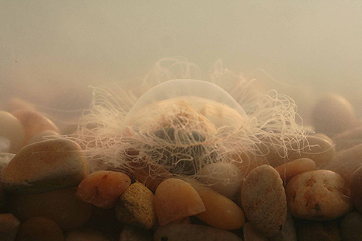 图1 -一只活的黑海水母躺在水箱底部。