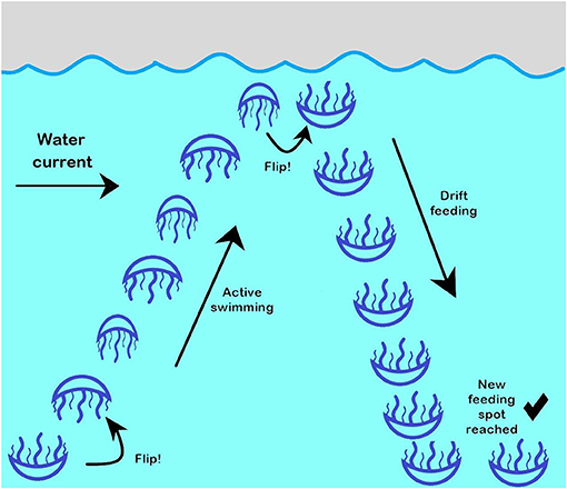 图3 -黑海水母的游动行为。