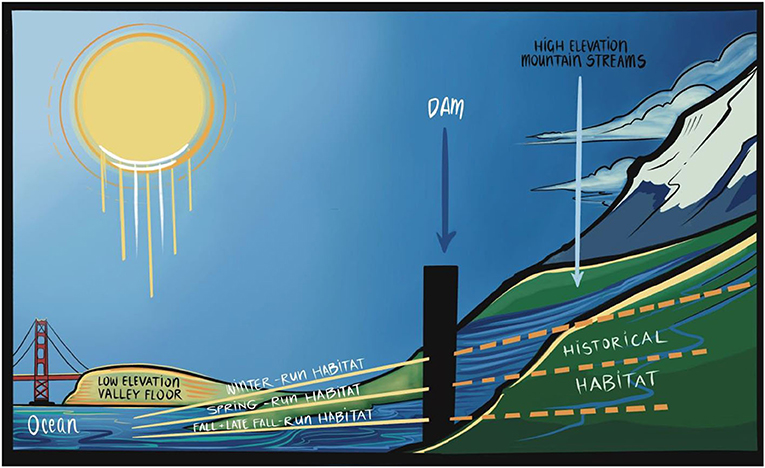 图2——大坝阻止winter-run和spring运行鲑鱼到达海拔较高的山间溪流,它们进化到生活和产卵。