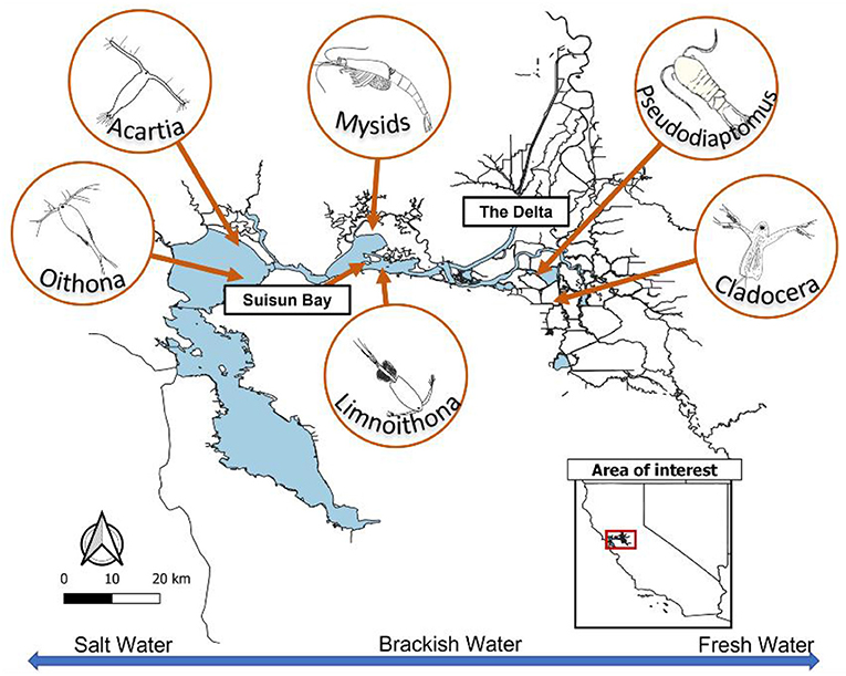 图3 -电流控制在旧金山河口浮游动物物种,从咸Suisun湾上游淡水三角洲。