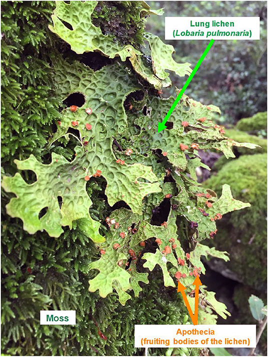 图1 -生长在地中海森林苔藓上的肺地衣(肺斑叶苔)。