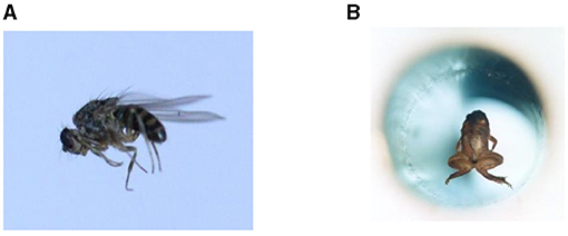 图2 (A)声悬浮5-mm-long果蝇。