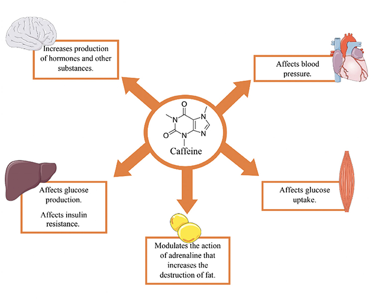 图2——咖啡因在体内作用于多个系统包括(顺时针方向从上)心脏,肌肉,脂肪,肝脏和大脑。