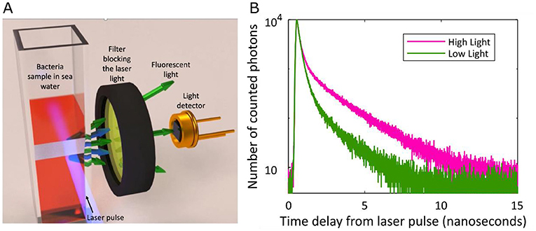 图2 (A)研究有效的蓝藻的天线是如何工作的,我们用高能激光的光线照亮了细菌,并测量了多长时间的细菌排放低能量的脉冲光色素天线。