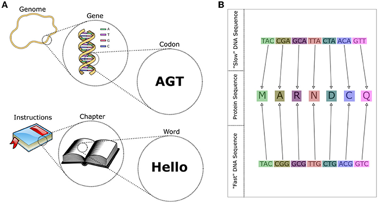 图2 - (A)基因组可以被认为是构建细胞的“说明书”，每个基因是一个“章节”，每个密码子是一个“单词”。所有的密码子都由三个字母组成——“DNA语言”中的所有单词都是三个字母长。