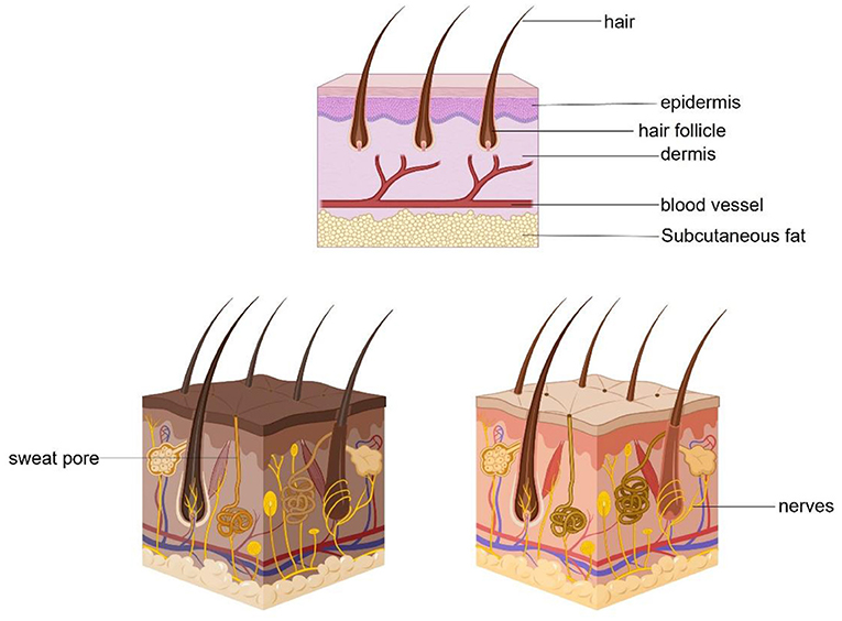 图1——皮肤的解剖创建Biorender.com。