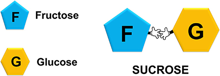 图1 -果糖和葡萄糖单糖,这意味着它们不能被分为简单分子。